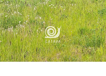 SKLYPAS SU TVENKINIO PAKRANTE RAMUČIUOSE